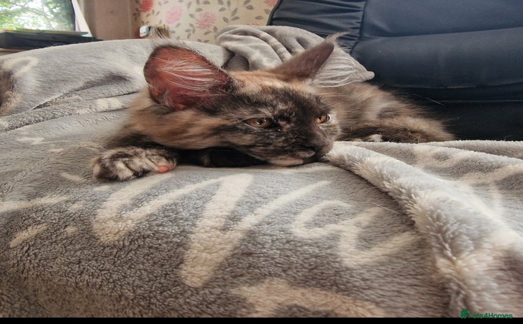 Maine Coon cats - Advert 1