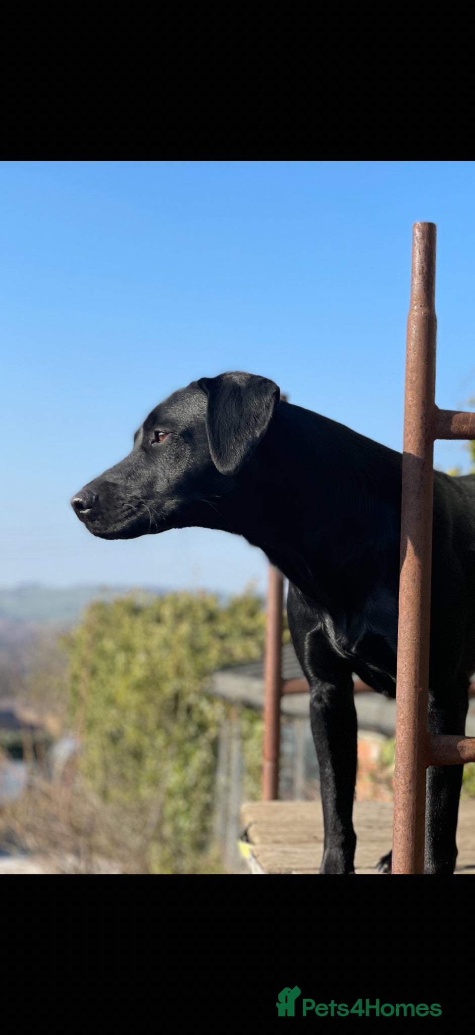 Labrador Retriever dogs for sale: Fox Red Working Labrador Puppies - Advert 3