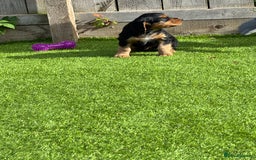 Cocker Spaniel dogs for sale: Cocker Spaniel KC Reg  - Image 4