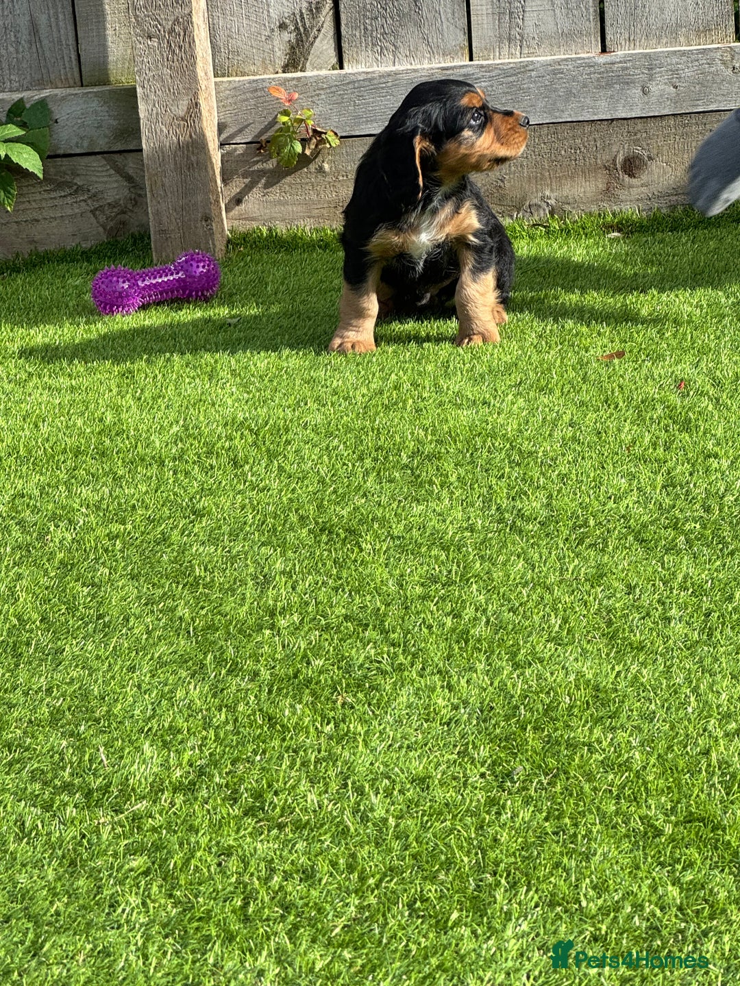 Cocker Spaniel dogs for sale: Cocker Spaniel KC Reg  - Image 4