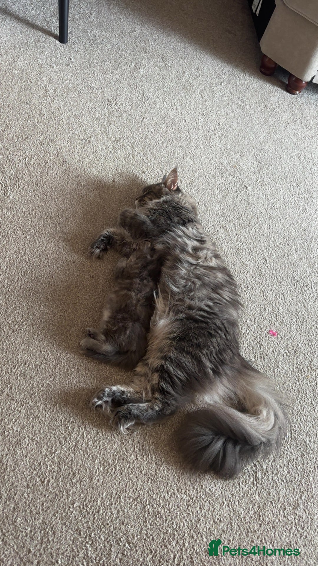 Maine Coon cats for sale: Active female Maine coon  - Image 5