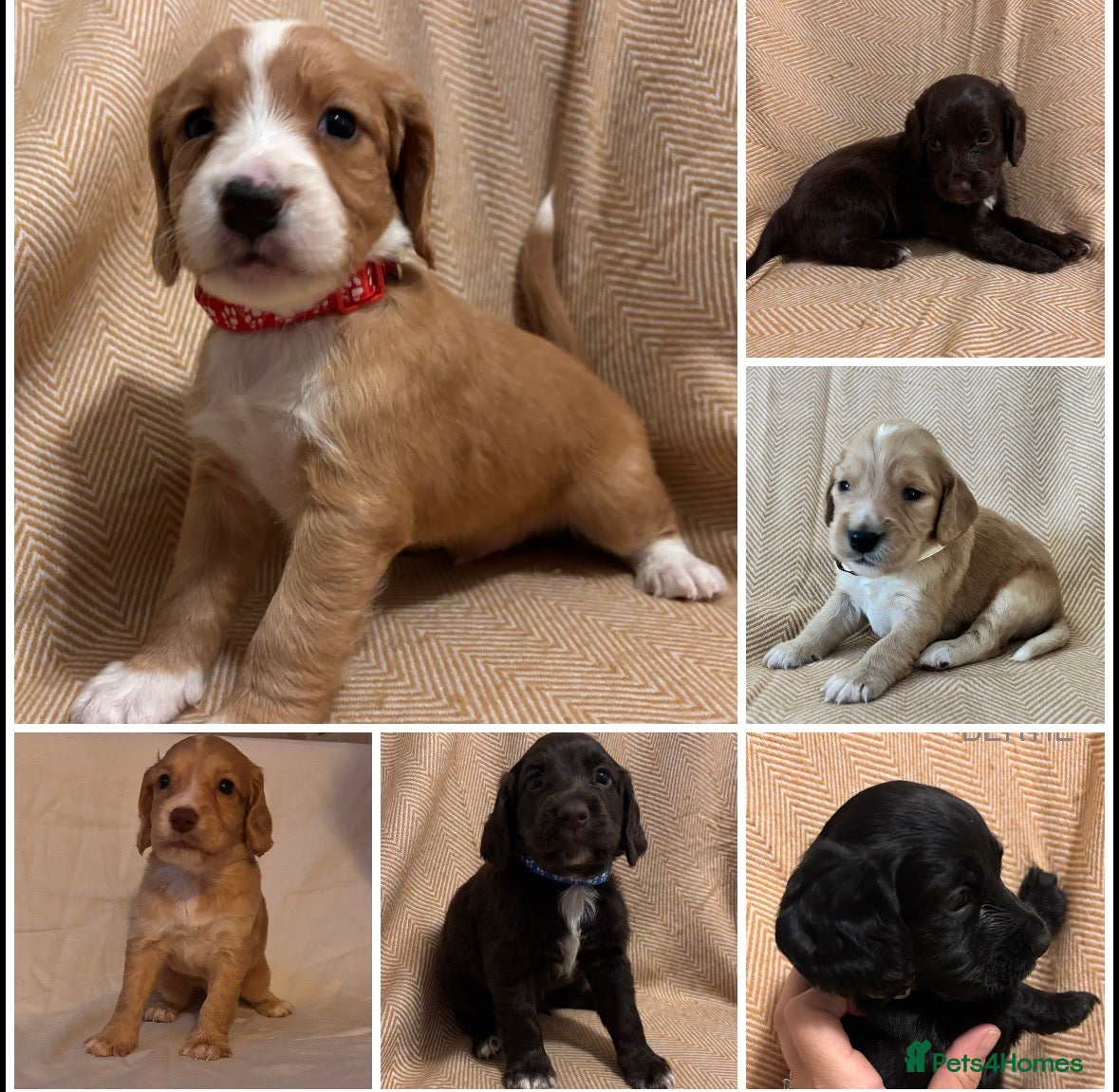 Cocker Spaniel dogs 6 Gorgeous Boys looking for their forever home. - Advert 12