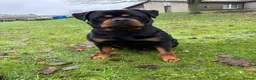Rottweiler dogs for stud: BEAUTIFUL KC ROTTWEILER FOR STUD  - Advert 6