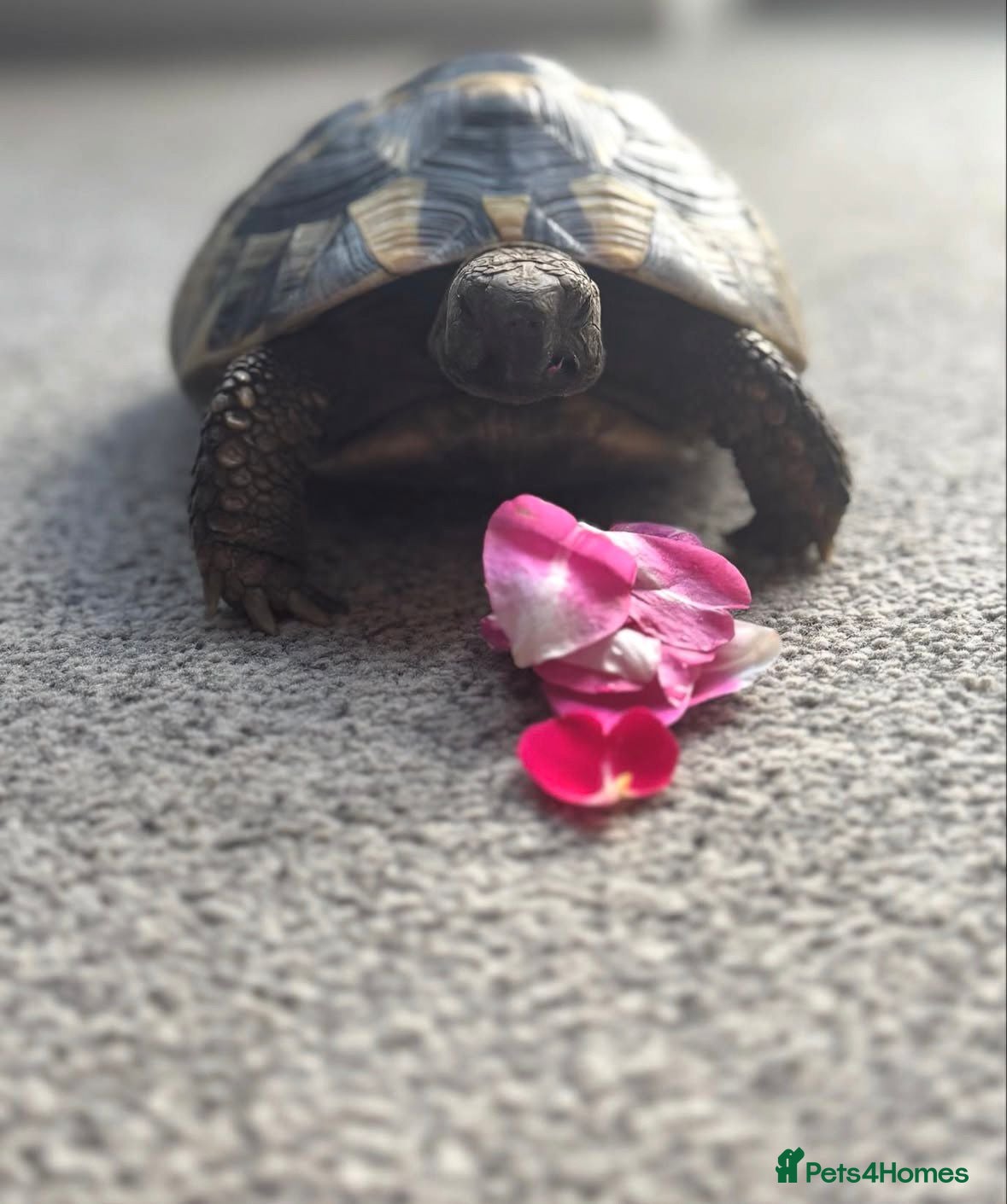 Tortoise reptiles Hermann tortoise.  - Advert 8