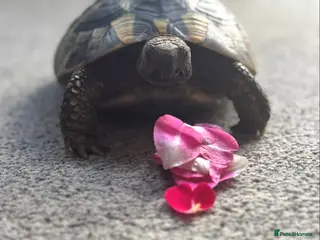 Tortoise reptiles Hermann tortoise. - Advert 5