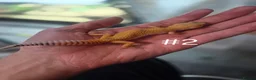 Leopard Gecko reptiles for sale: Female leopard geckos - Advert 5