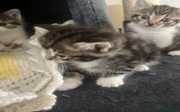 Mixed Breed cats for sale: Tabby cross kittens  - Image 3