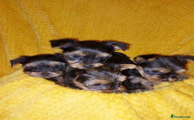 Yorkshire Terrier dogs - Advert 1