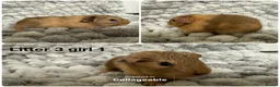 Guinea Pig rodents for sale: Guinea pig baby’s and adults  in Ripley - Advert 6