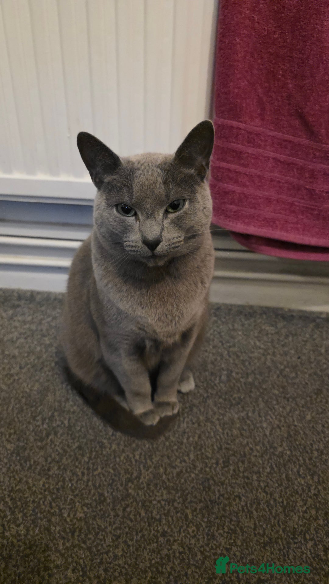Russian Blue cats for sale: Adorable Russian Blue - Advert 4