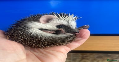 Pygmy Hedgehog rodents - Advert 2