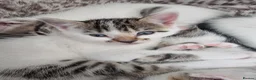 Domestic Shorthair cats for sale: Kittens for sale - Advert 13