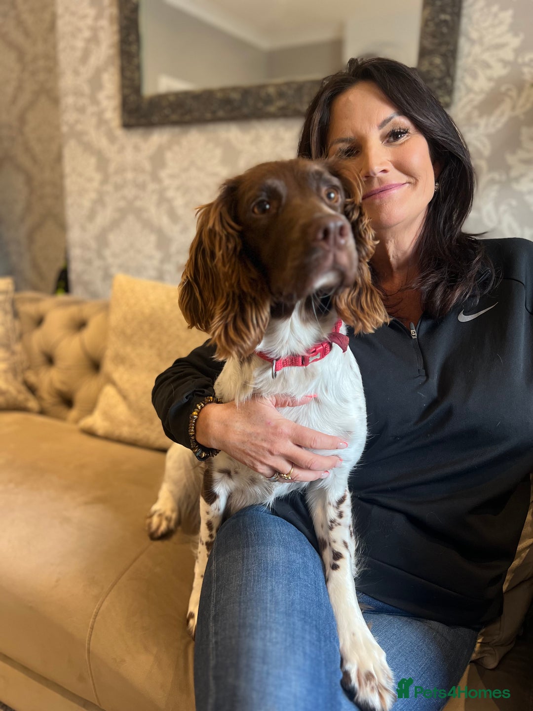 Sprocker dogs for sale: 3 Gorgeous brown sprokers boy puppies  - Image 5
