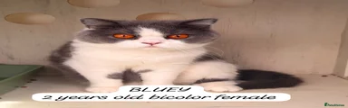 British Shorthair 1