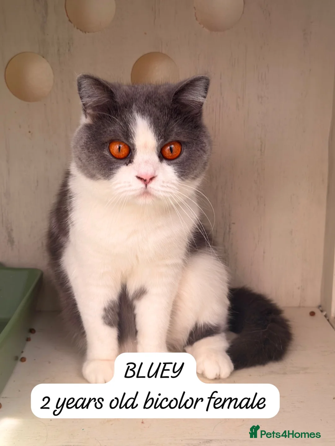 British Shorthair cats for sale: Selling our cats read descriptions  - Advert 14