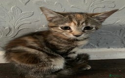 Mixed Breed cats for sale: 2 male 1female. Grey tabby, tabby, black and white - Image 1