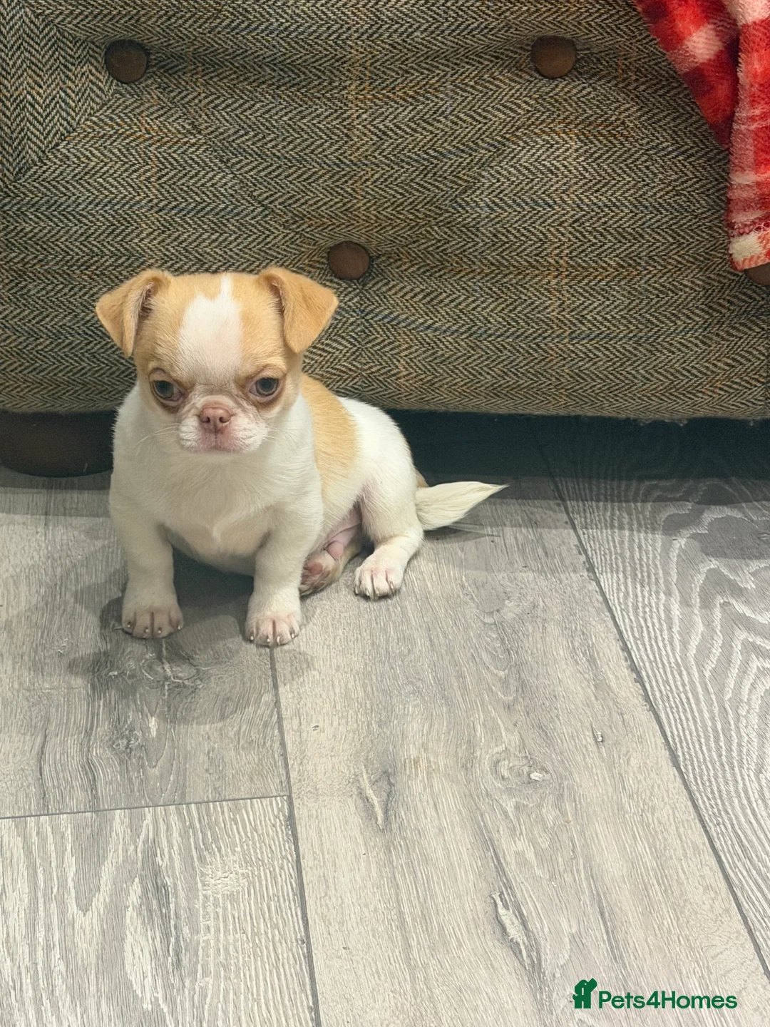 Chihuahua dogs for sale: KC registered chihuahua amazing green eyes  - Advert 1