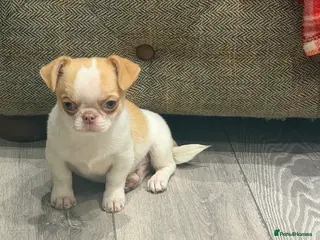 Chihuahua dogs KC registered chihuahua amazing green eyes - Advert 4