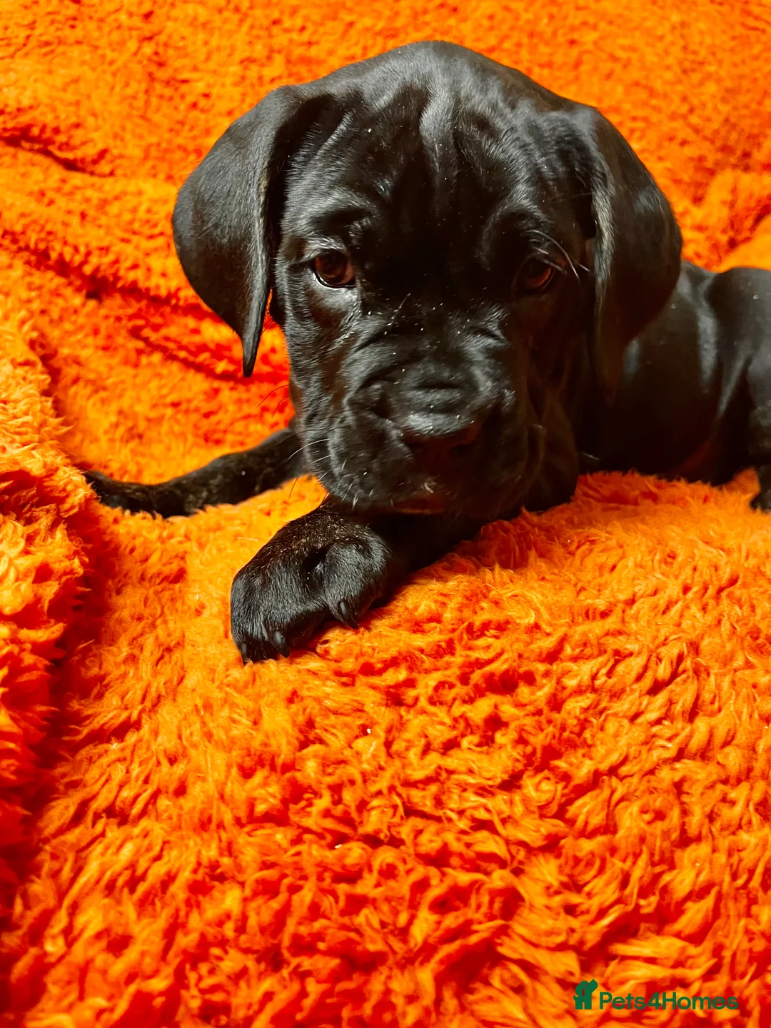 Cane Corso dogs for sale: Cane Corso Puppies  - Advert 22