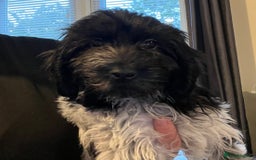 Cockapoo dogs for sale: F1b beautiful girl  - Image 23