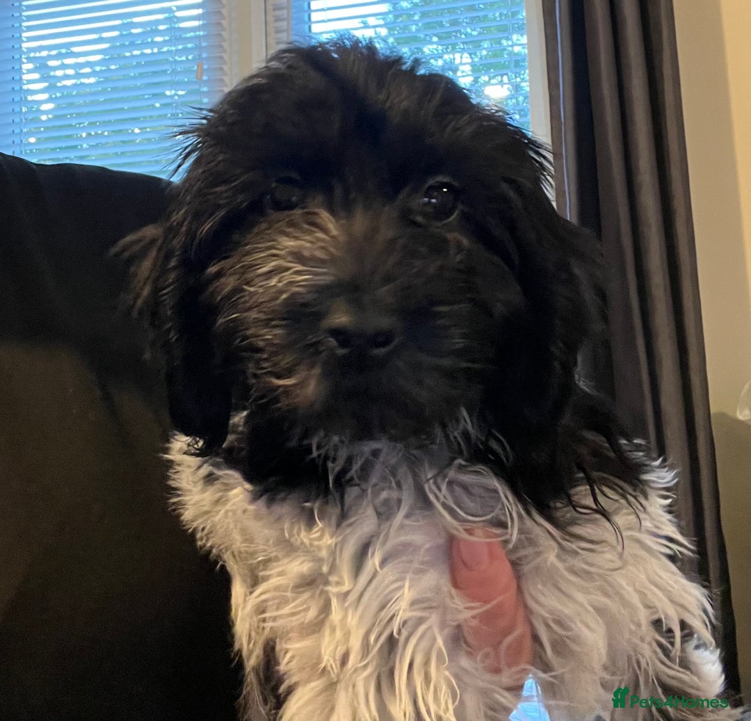 Cockapoo dogs for sale: F1b beautiful girl  - Image 23