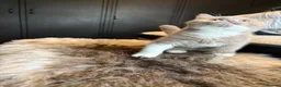 British Shorthair cats for sale: Ready now Tica reg fawn and white boy  - Advert 17