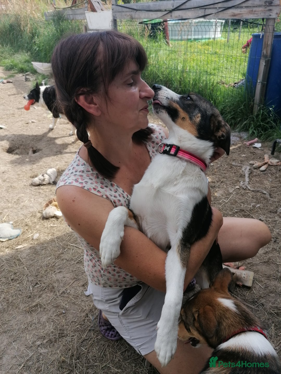 Mixed Breed dogs for adoption: 💖🐶 SESI 🐶💖 - Image 15