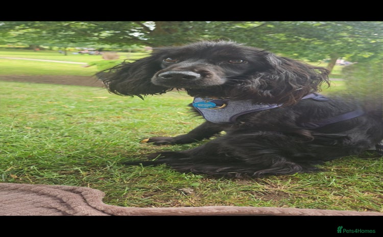 Cocker Spaniel dogs - Advert 2