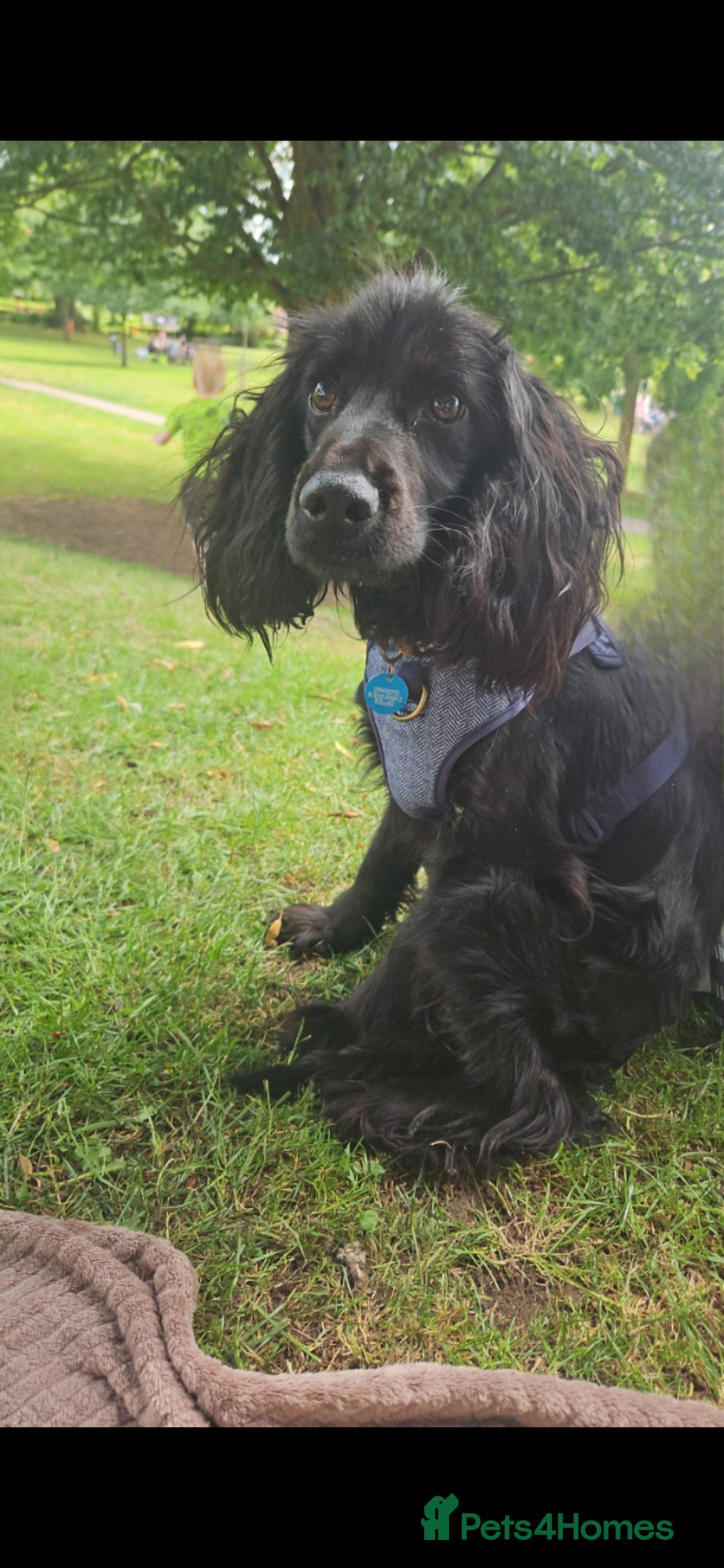 Cocker Spaniel dogs for sale: Cocker Spaniel - Male - Image 1