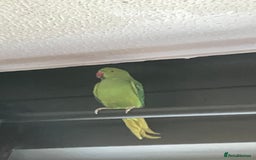Ringnecks birds for sale: Indian Ring Neck for rehoming  - Image 1