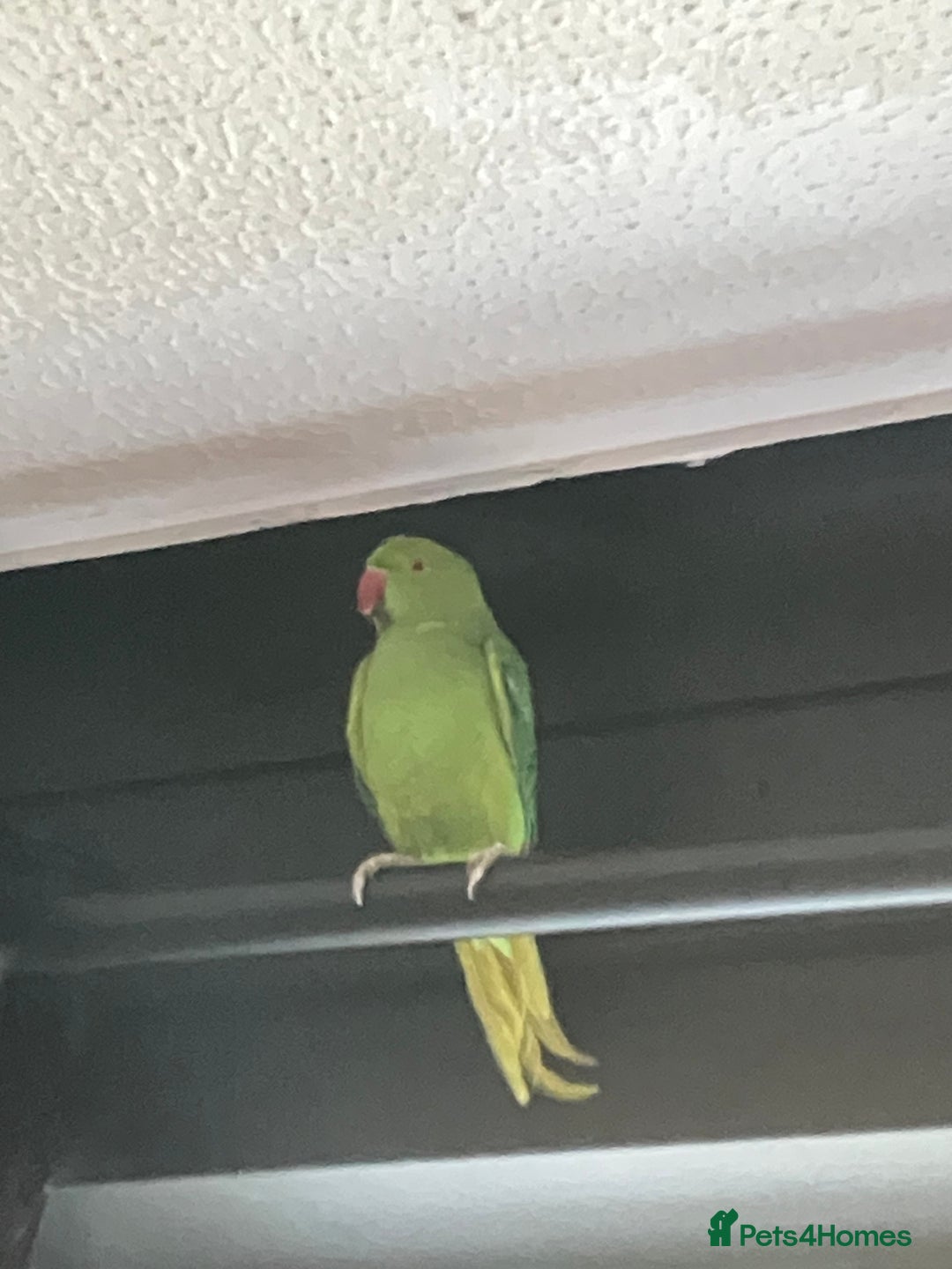 Ringnecks birds for sale: Indian Ring Neck for rehoming  - Image 1