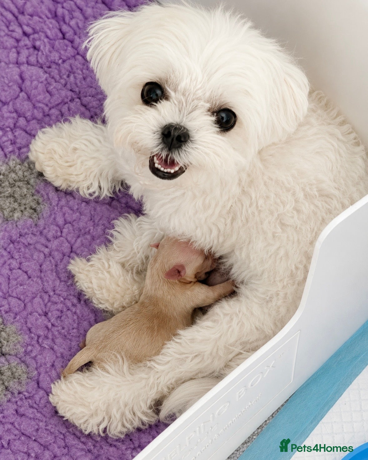 Maltipoo dogs Luxury Asian Maltipoo Girls 🩷 - Advert 2