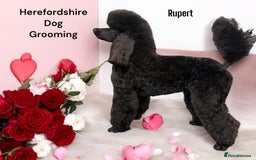 Sproodle dogs for sale: Stunning Sproodles  - Advert 2