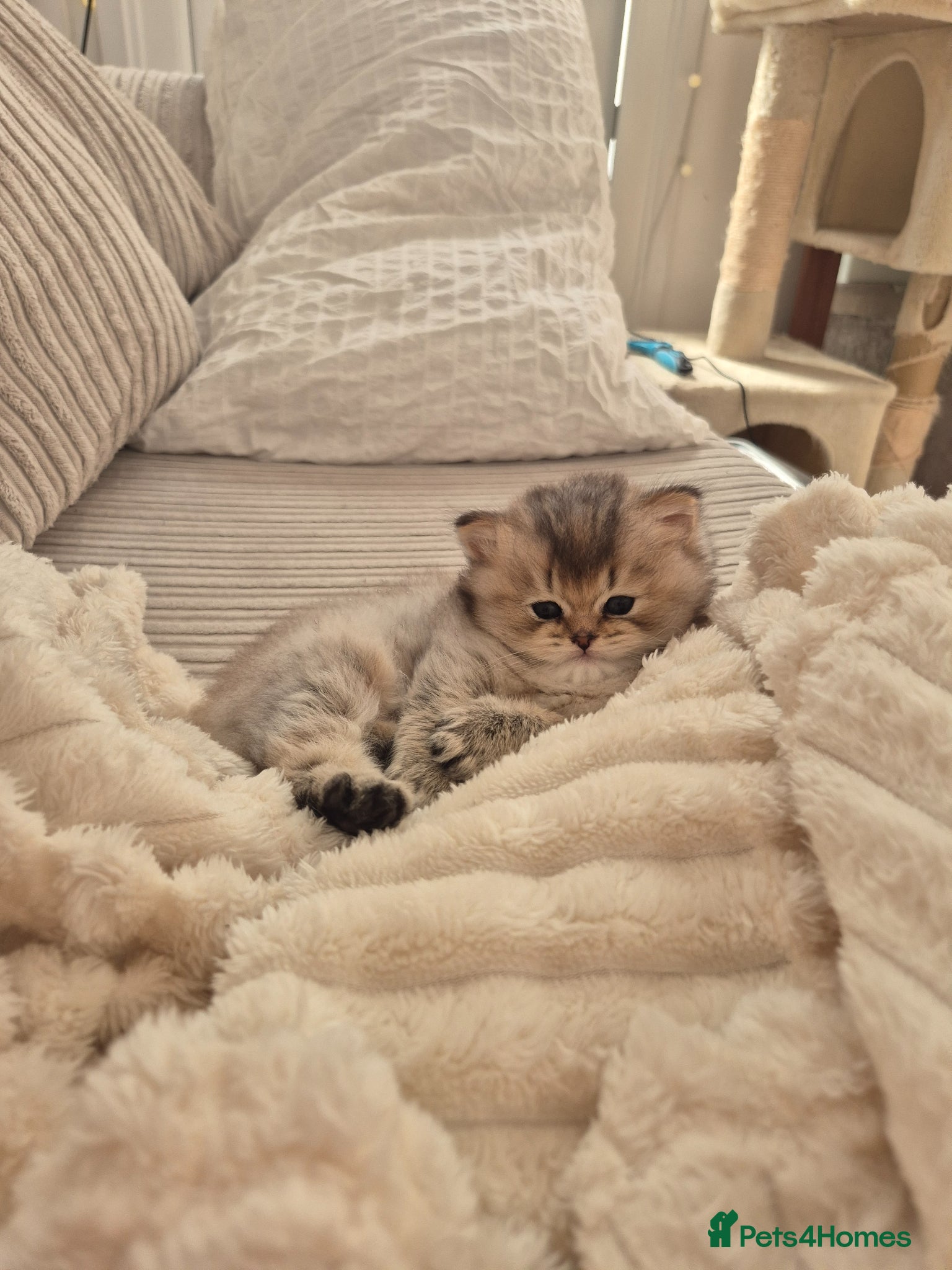 British Longhair cats Cutest British Longhair  - Advert 5