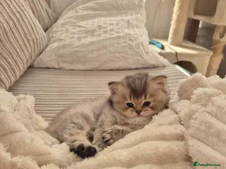 British Longhair cats Cutest British Longhair - Advert 5