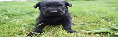 Labrador Retriever Puppy 2