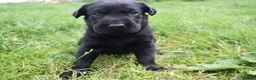 Labrador Retriever dogs for sale: Stunning Working Pedigree Labrador Puppies  - Advert 15