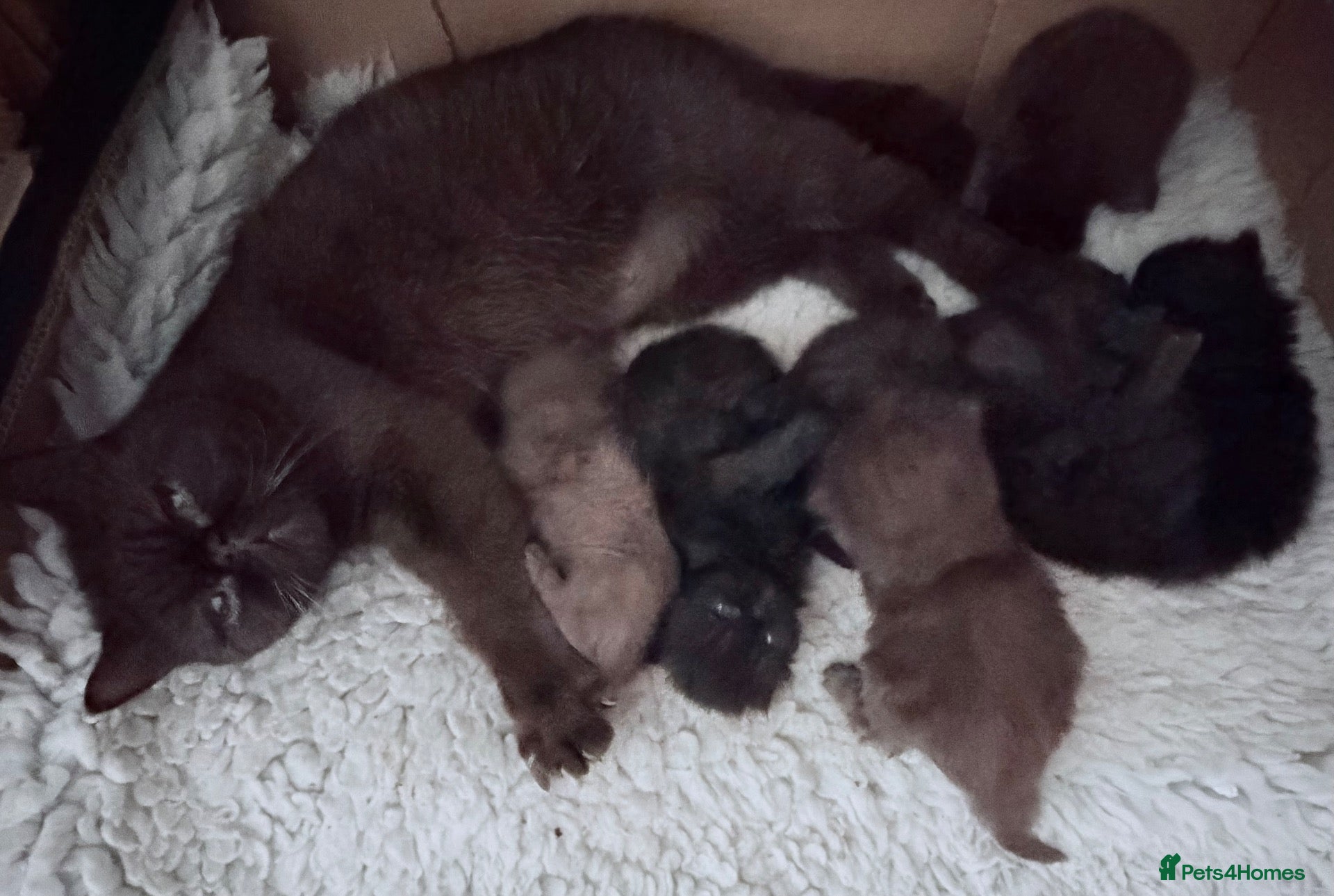 Exotic cats Litter of Chocolate & Black Exotics For Sale - Advert 1