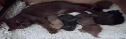 Exotic cats for sale: Litter of Chocolate & Black Exotics For Sale - Advert 10