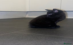 Mixed Breed cats for sale: 4 Black + Black and white kittens for sale! - Image 7