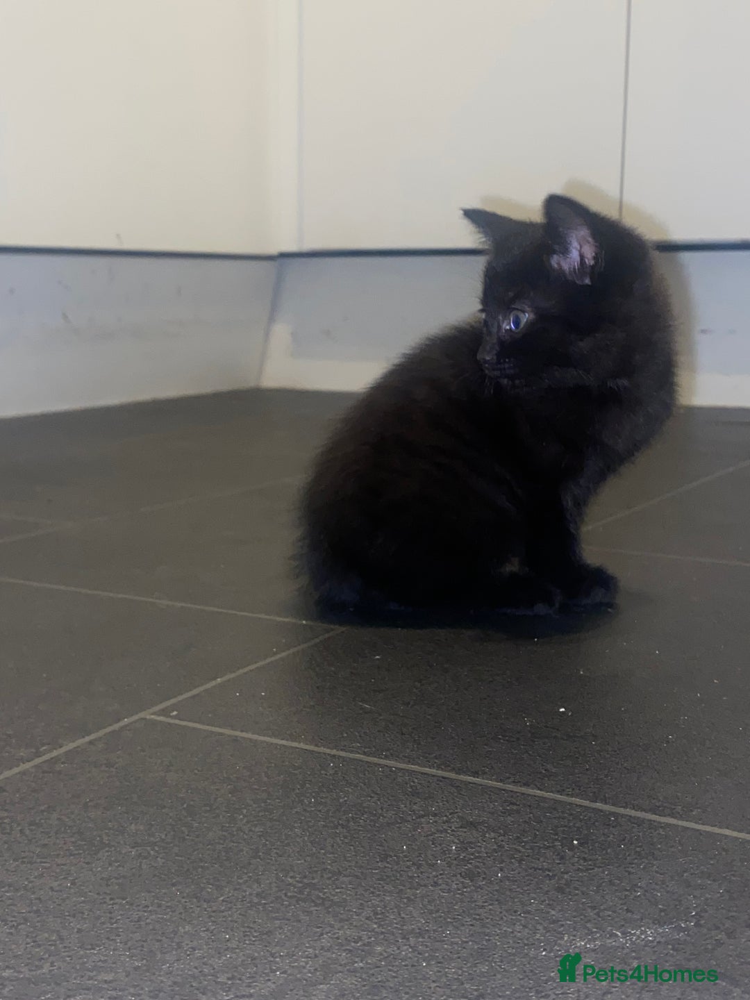 Mixed Breed cats for sale: 4 Black + Black and white kittens for sale! - Image 7