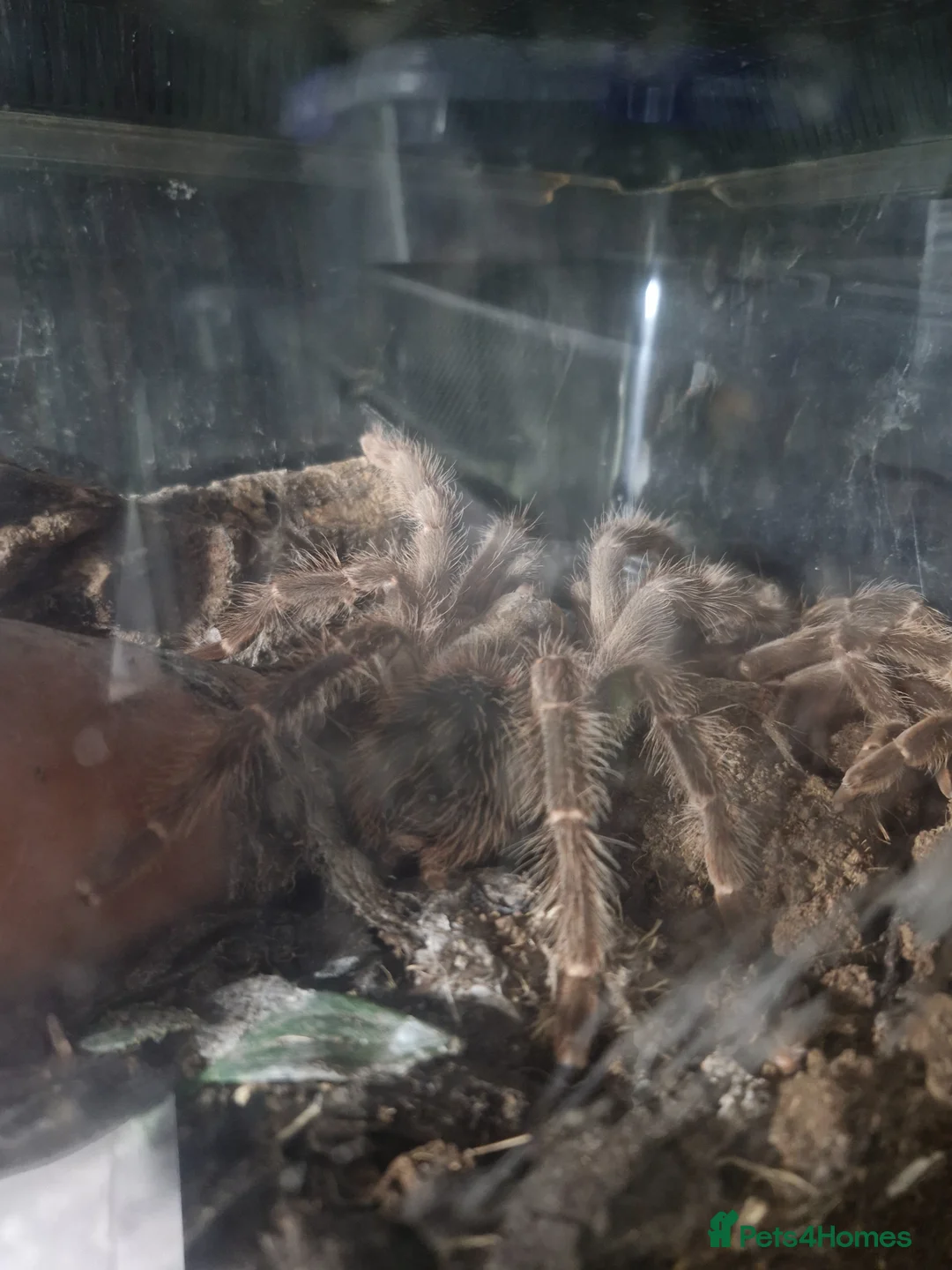 Tarantulas invertebrates for sale: 3 tarantulas with enclosures  - Advert 5