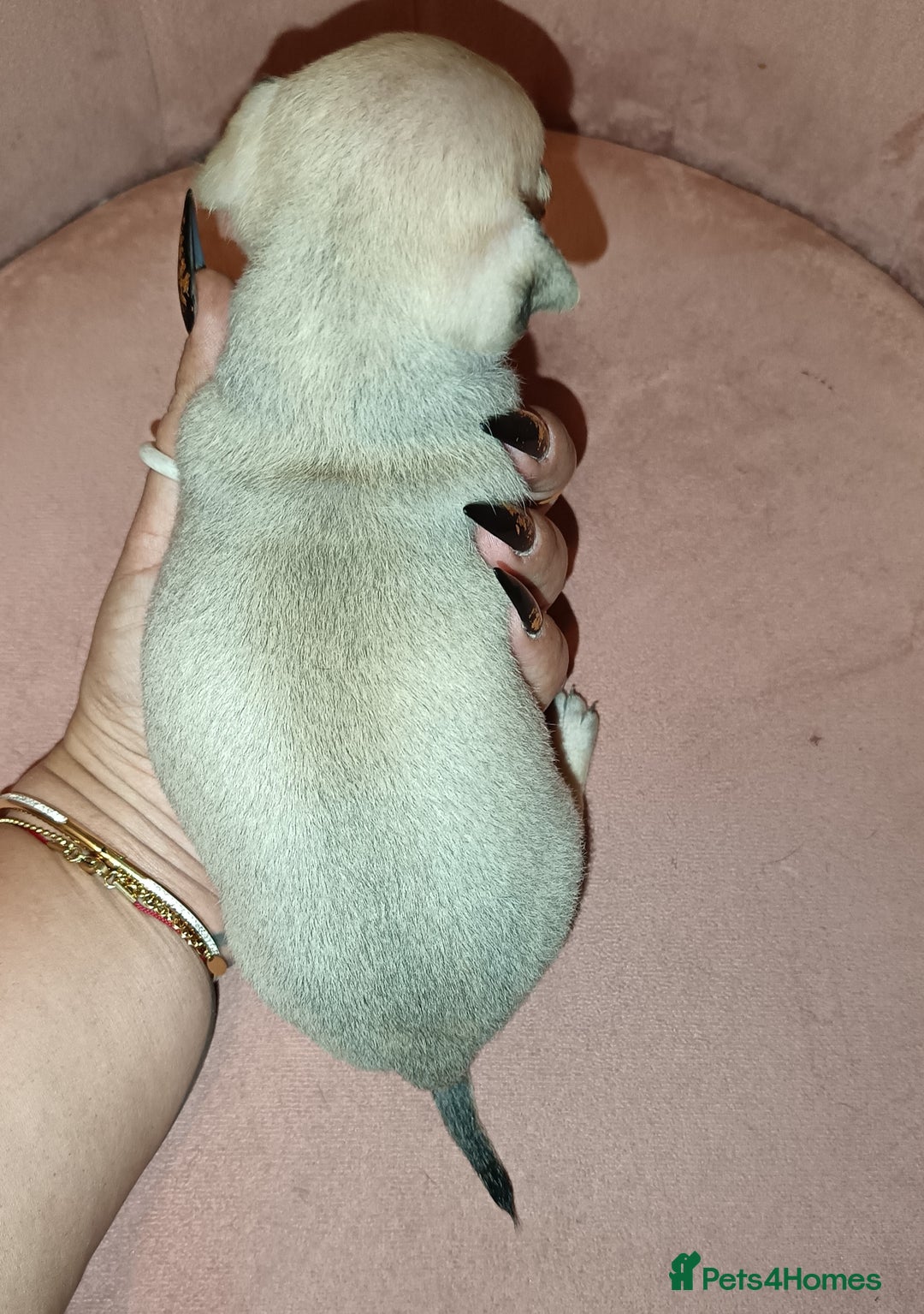 Chihuahua dogs for sale: Chihuahua girls 🩷🩷🩷 - Advert 2