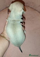 Chihuahua dogs Chihuahua girls 🩷🩷🩷 - Advert 7