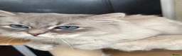 Siberian cats for sale: Registered Siberian kitttens - Advert 22