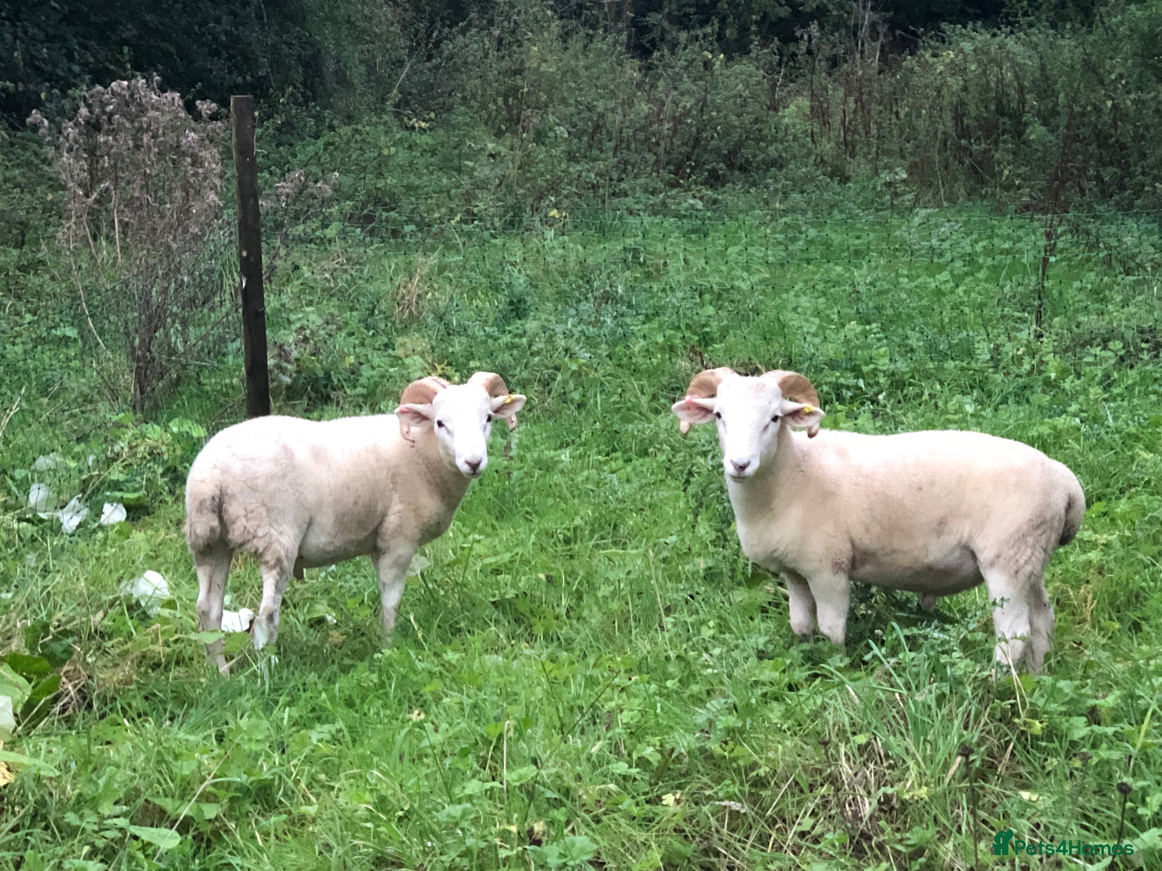 Sheep livestock Wiltshire horn in Frome - Advert 2
