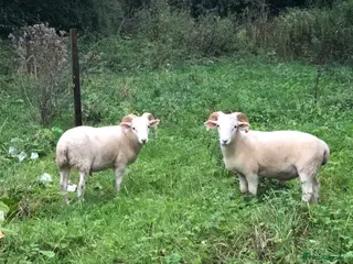 Sheep livestock Wiltshire horn in Frome - Advert 2