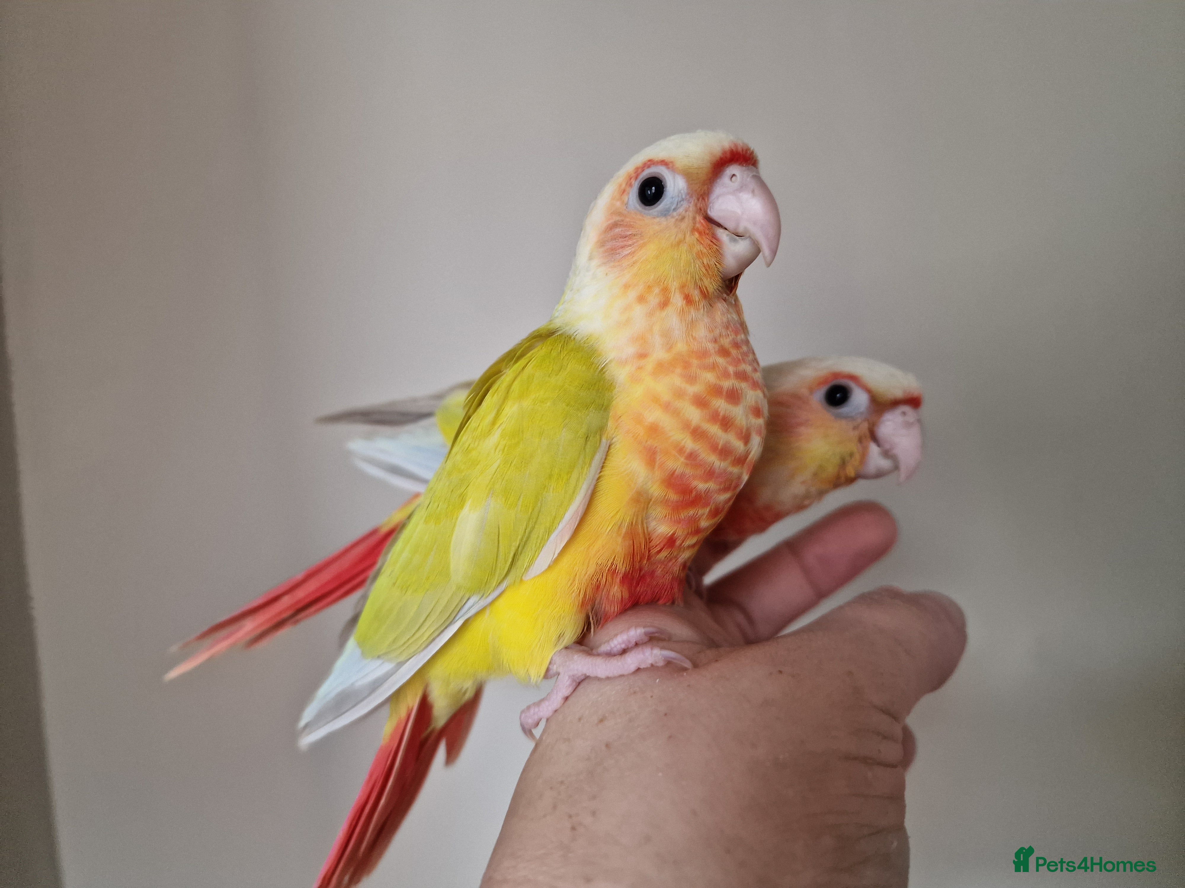 Conures birds Adorable fully hand reared baby conures!!  - Advert 2