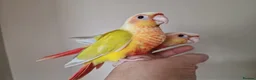 Conures birds for sale: Adorable fully hand reared baby conures!!  - Advert 20