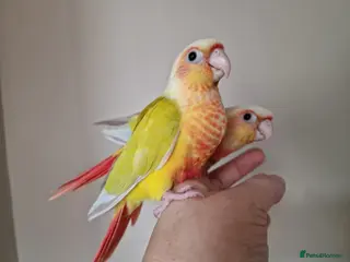 Conures birds Adorable fully hand reared baby conures!! - Advert 2